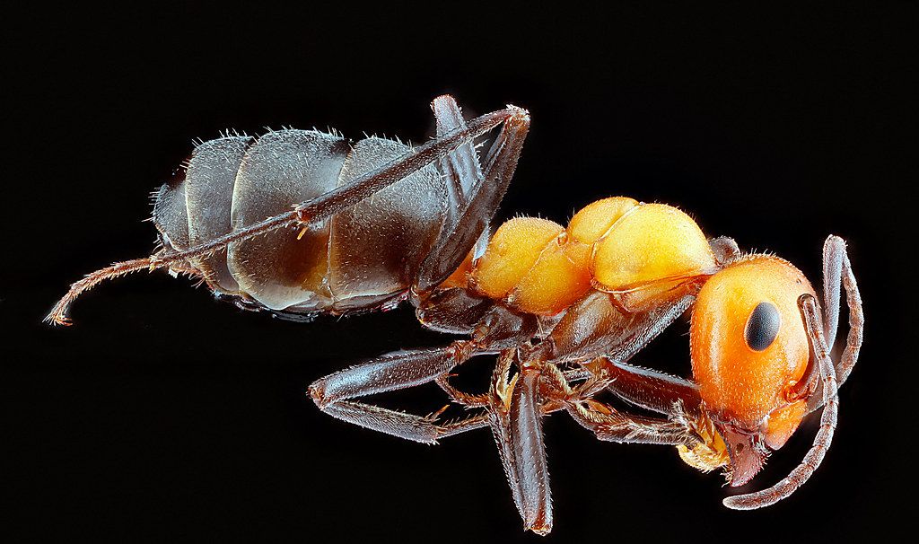 Ant Control service in Middletown, OH