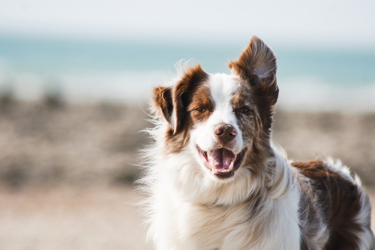Flea & Tick Control service in Middletown, OH