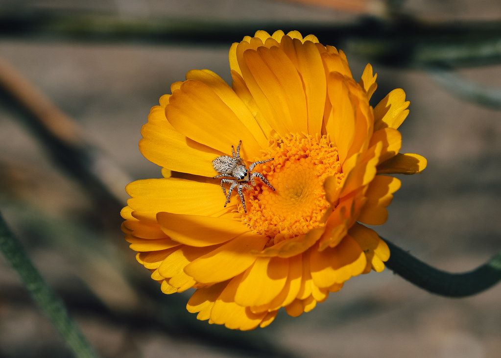 Spider Control service in Middletown, OH